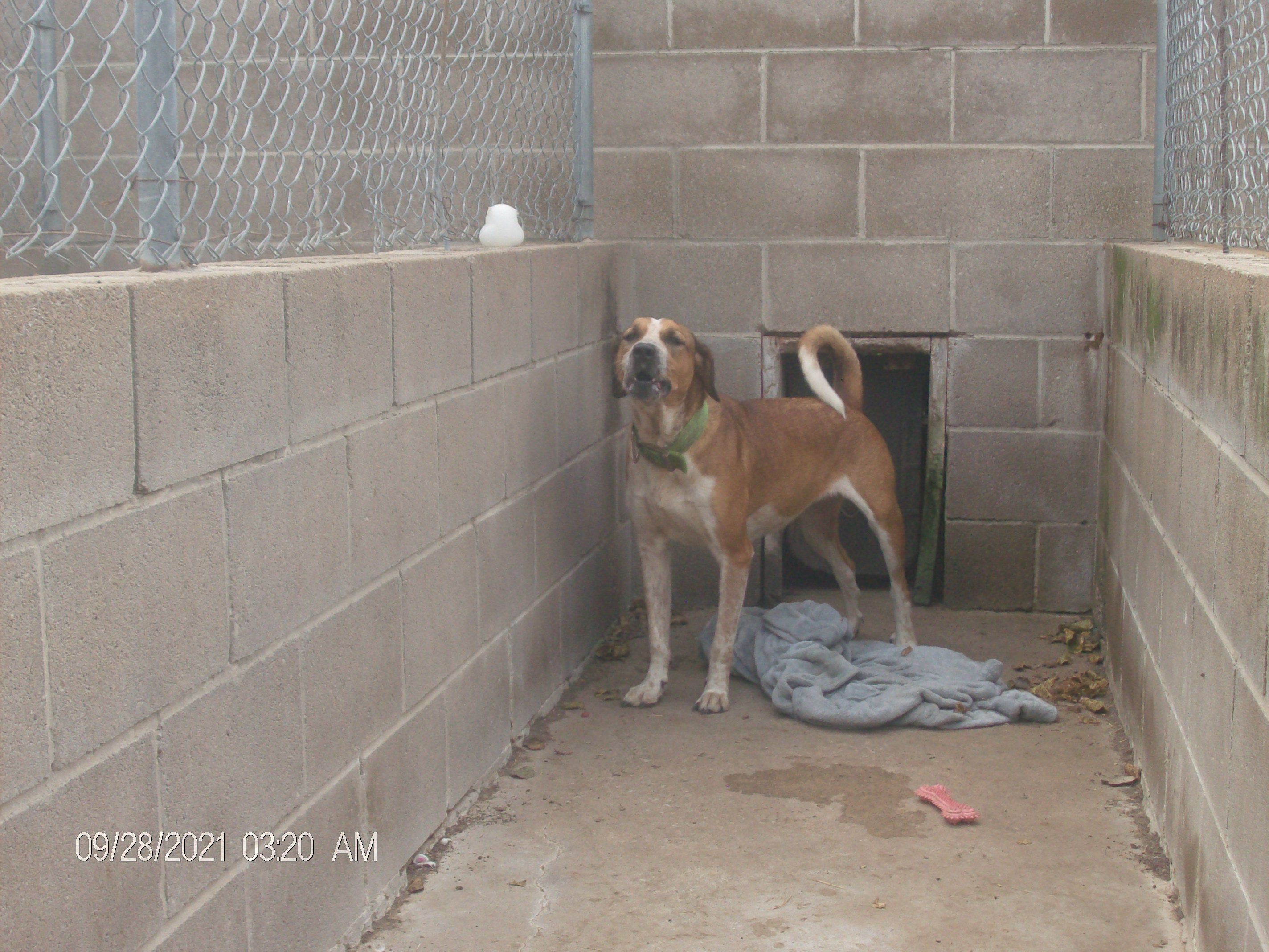 SNIPPY, Adoptable, Young Female Hound.