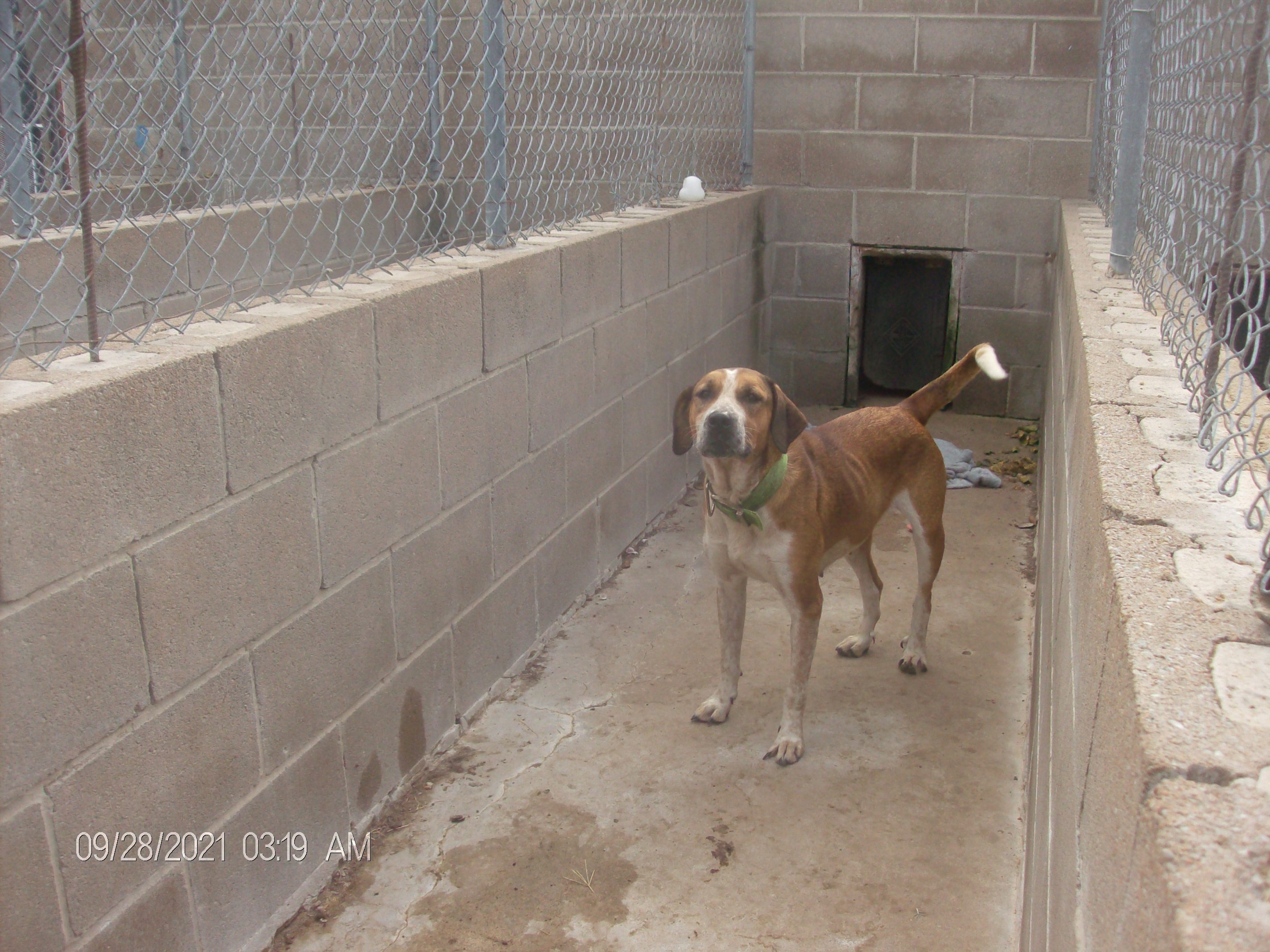 SNIPPY, a Adoptable Hound in Kellyville, OK image 2/12