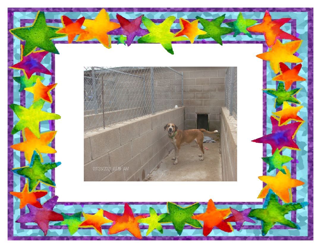 SNIPPY, a Adoptable Hound in Kellyville, OK image 3/12