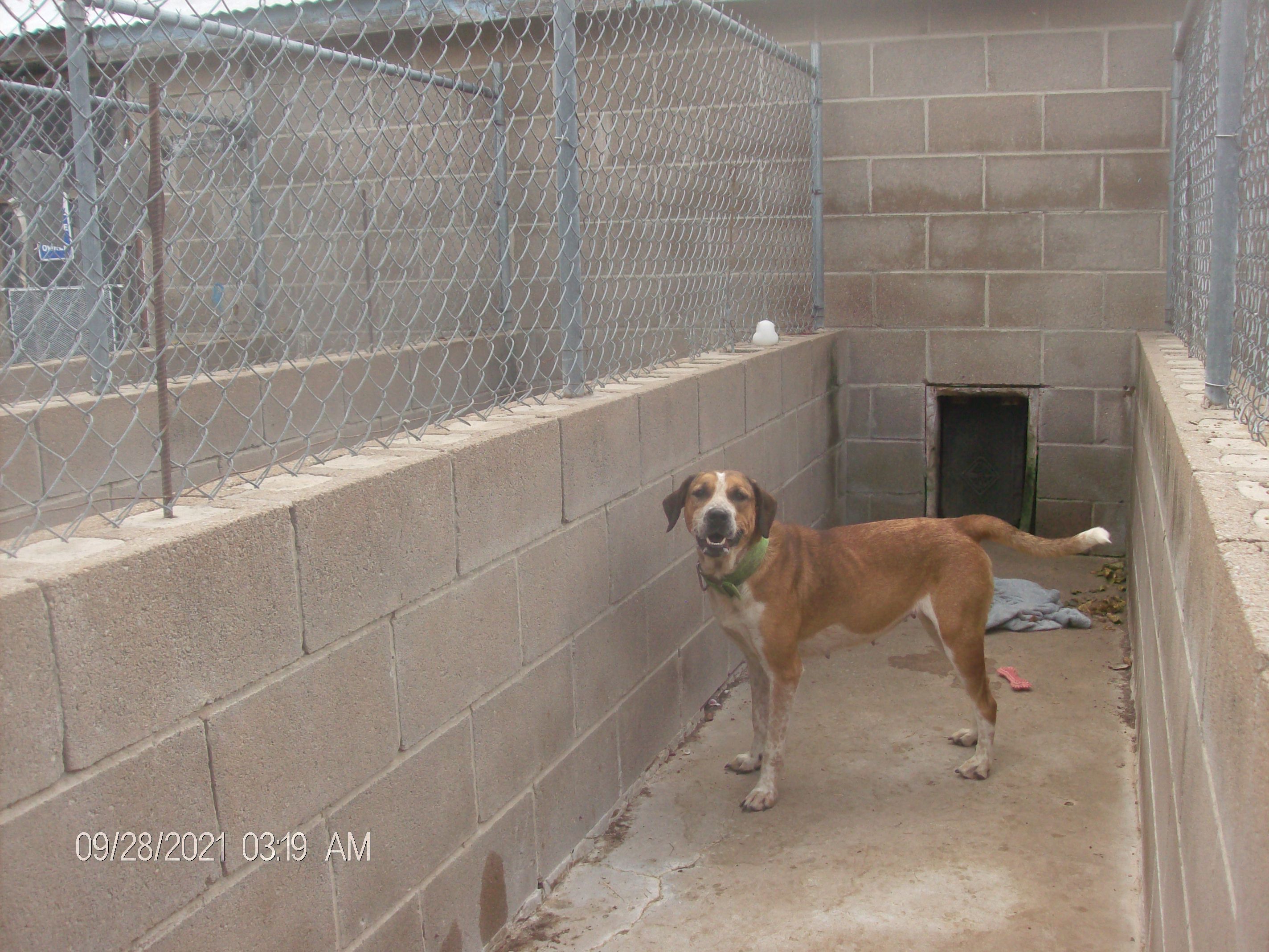 SNIPPY, a Adoptable Hound in Kellyville, OK image 4/12