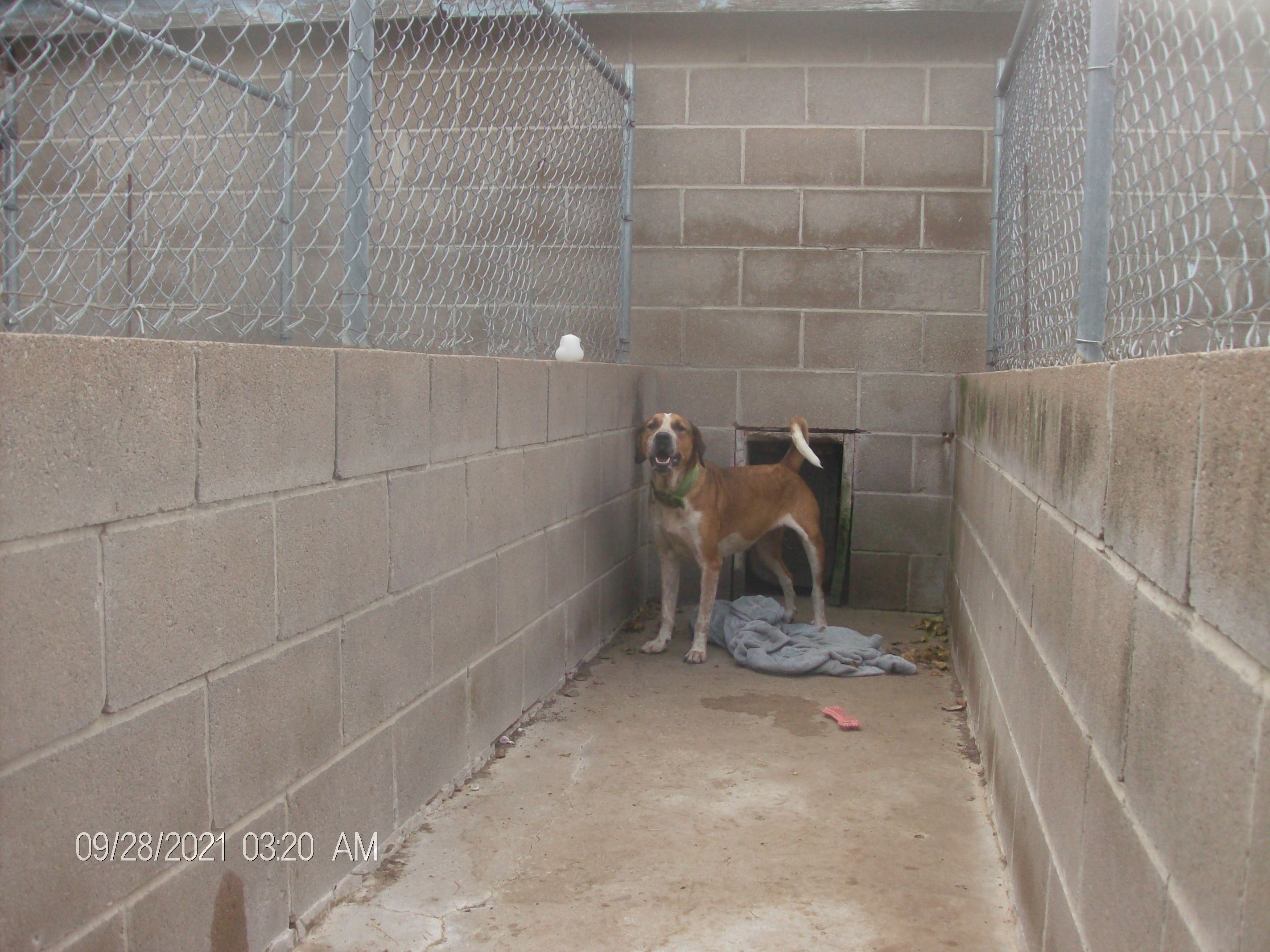 SNIPPY, a Adoptable Hound in Kellyville, OK image 5/12