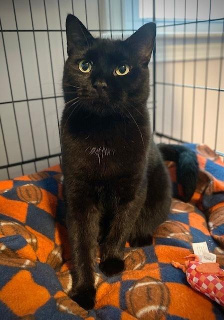 Ombre, Adoptable, Adult Male Domestic Short Hair.