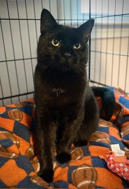 Enlarge Ombre, a Adoptable Domestic Short Hair in Duxbury, MA image 2/5