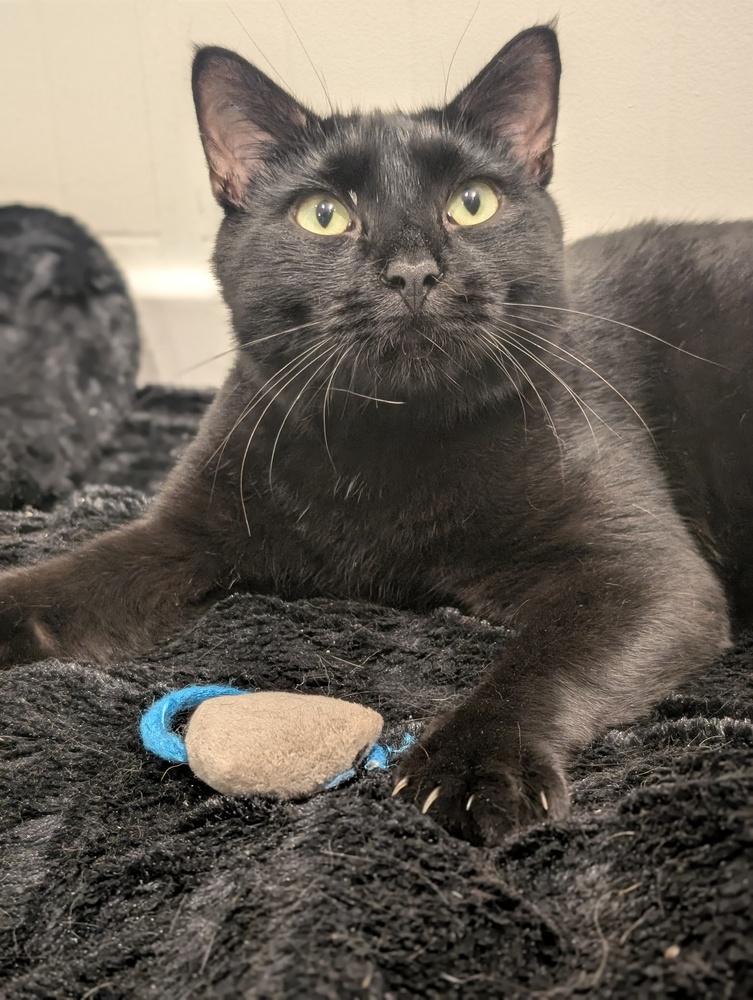 Enlarge Ombre, a Adoptable Domestic Short Hair in Duxbury, MA image 3/5