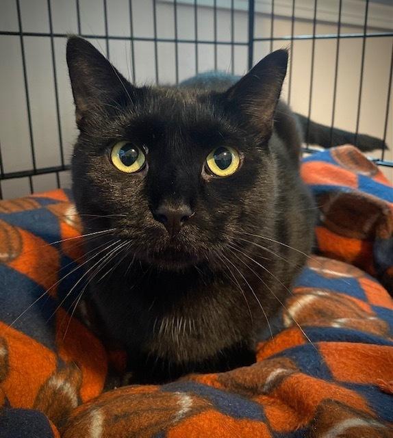 Enlarge Ombre, a Adoptable Domestic Short Hair in Duxbury, MA image 4/5