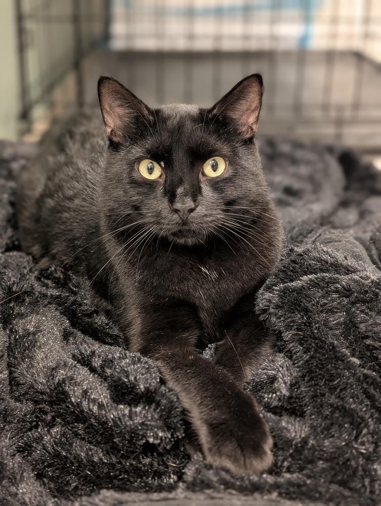 Enlarge Ombre, a Adoptable Domestic Short Hair in Duxbury, MA image 5/5