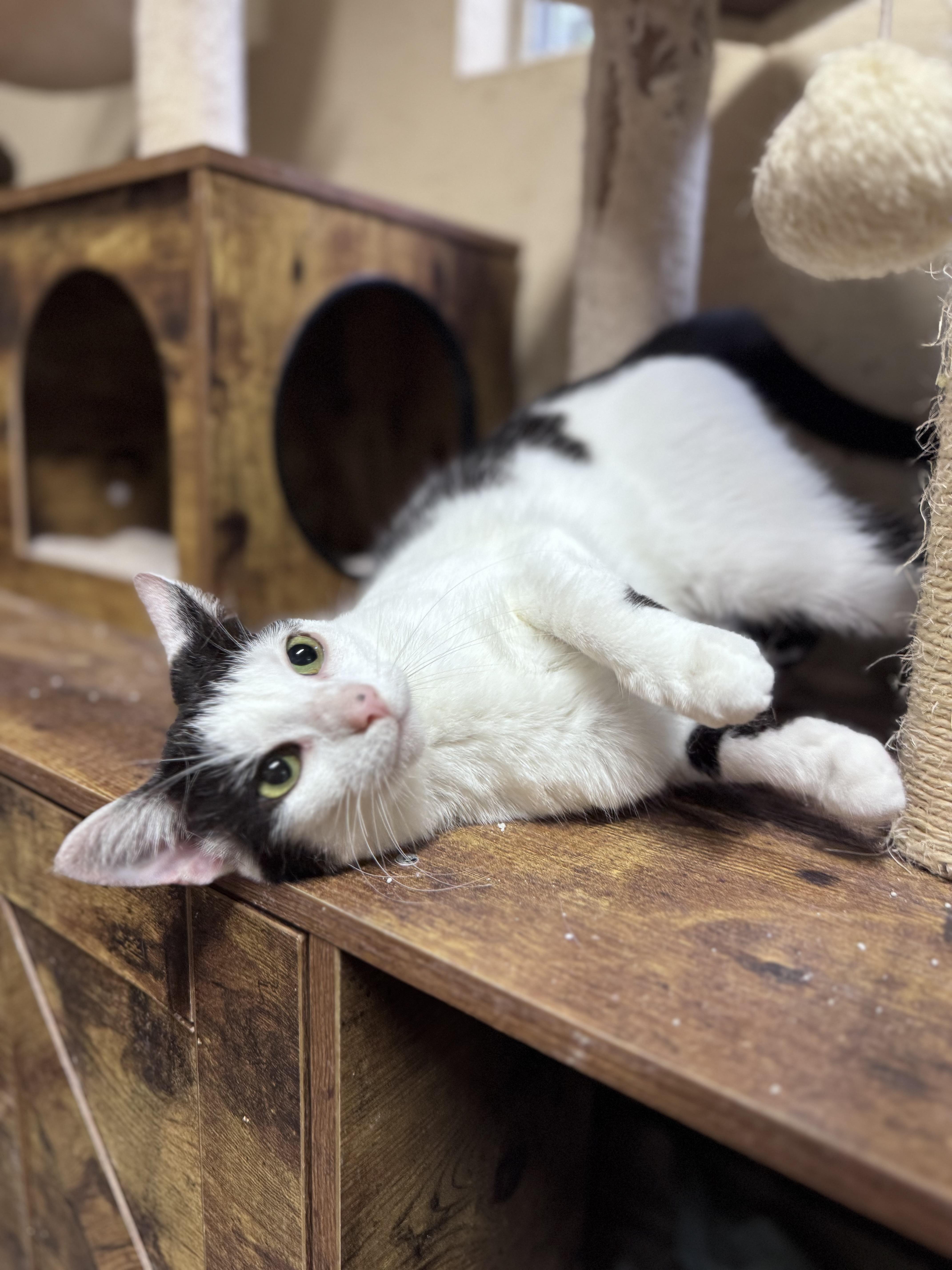 Moo, a Adoptable American Shorthair in Rixeyville, VA image 1/2