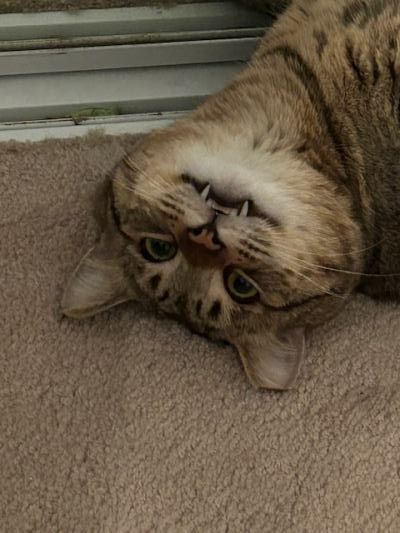 Lucky Larry, Adoptable, Young Male Tabby.