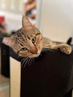 Lucky Larry, a Adoptable mixed breed in Pasadena, CA image 2/4