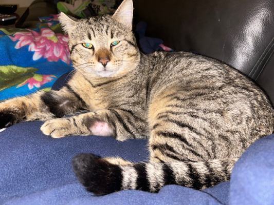 Lucky Larry, a Adoptable mixed breed in Pasadena, CA image 3/4