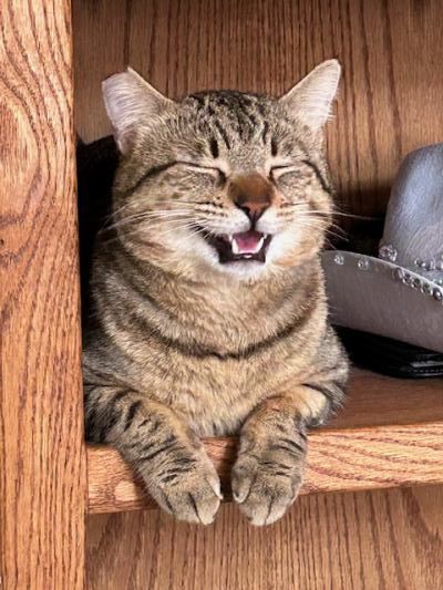 Lucky Larry, a Adoptable mixed breed in Pasadena, CA image 4/4