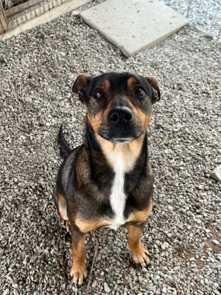 Dog for adoption Laverne, a Mixed Breed in Bryson City, NC Petfinder