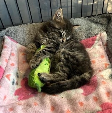 Enlarge Harry, an adopted Domestic Long Hair in Devils Lake, ND image 1/1