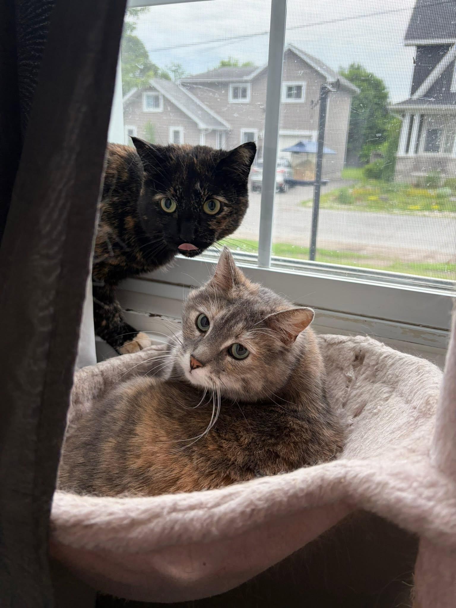 Ruby & Len, Adoptable, Adult Female Domestic Short Hair.