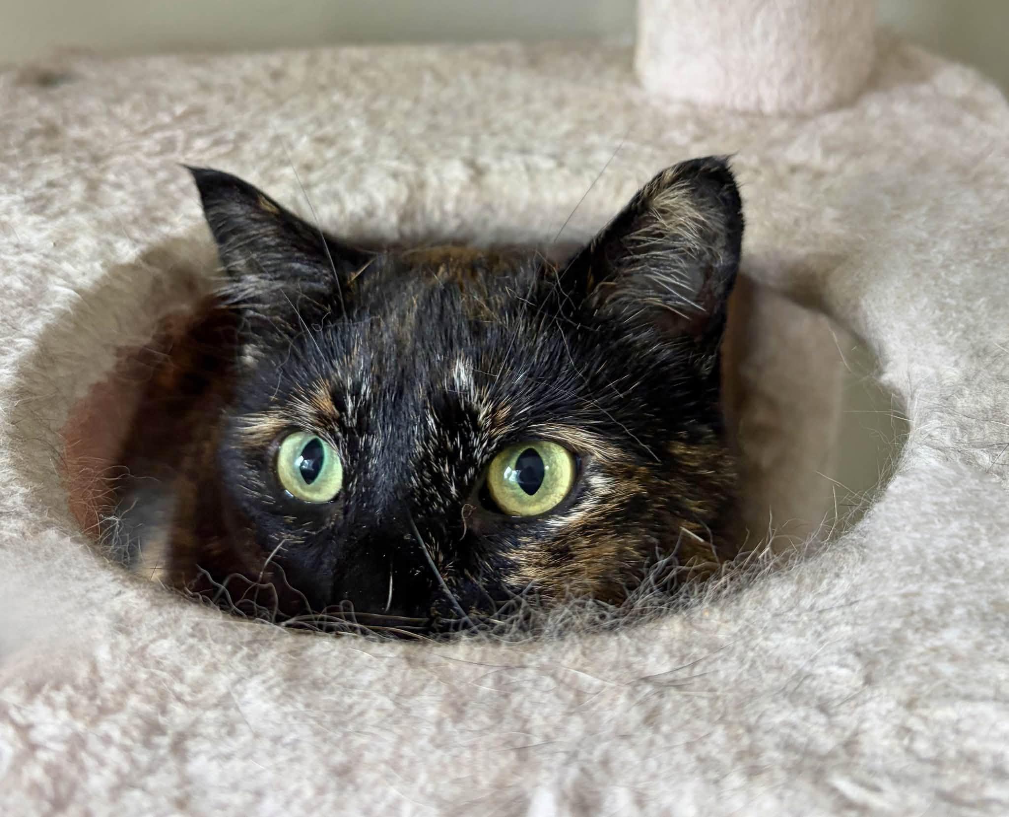 Enlarge Ruby & Len, a Adoptable Domestic Short Hair in Spencerville, ON image 5/6