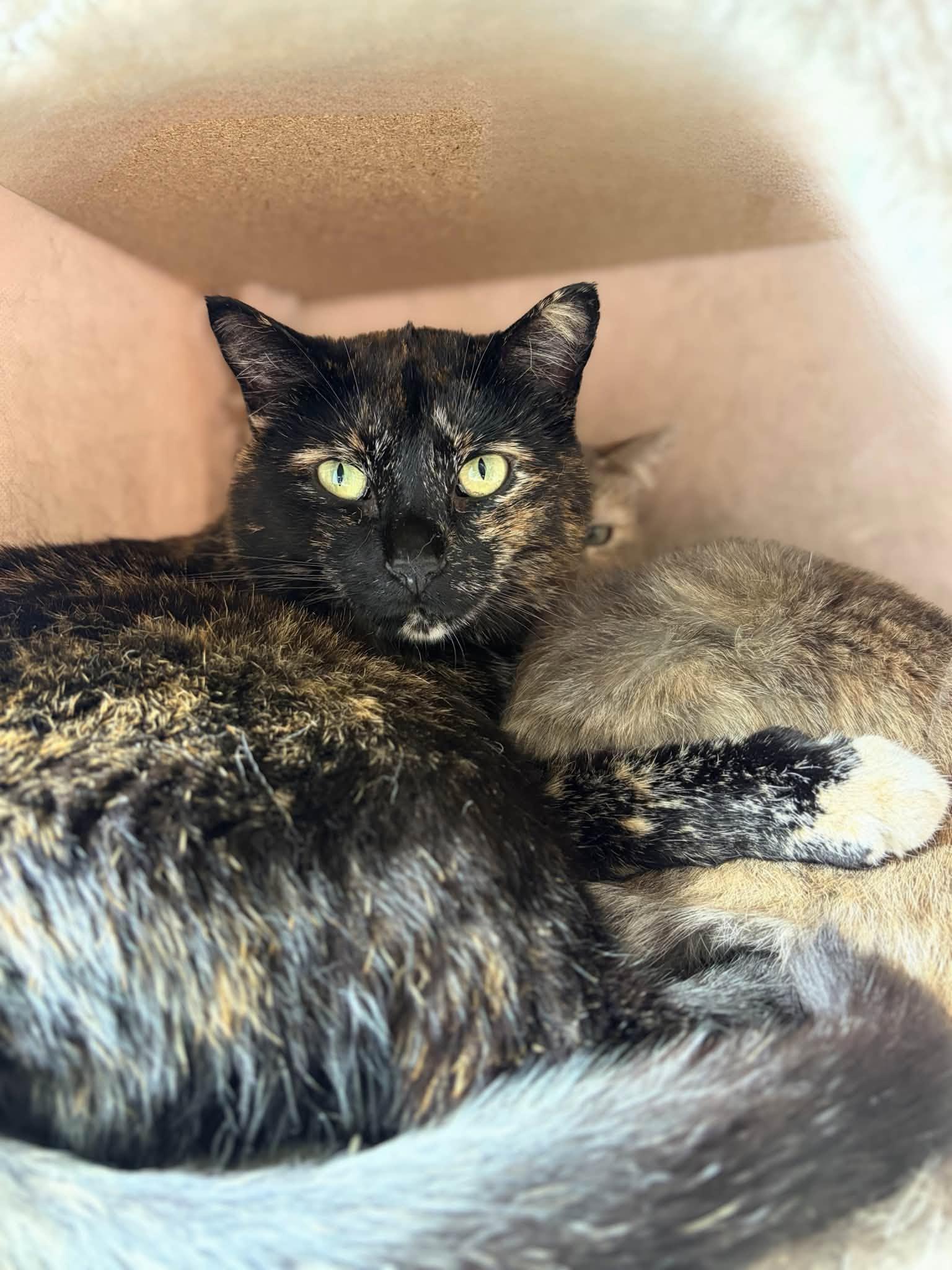Enlarge Ruby & Len, a Adoptable Domestic Short Hair in Spencerville, ON image 4/6