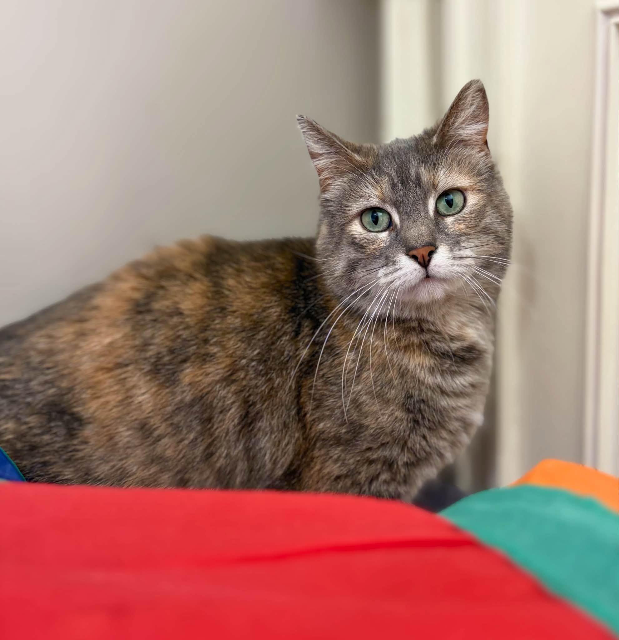 Enlarge Ruby & Len, a Adoptable Domestic Short Hair in Spencerville, ON image 2/6