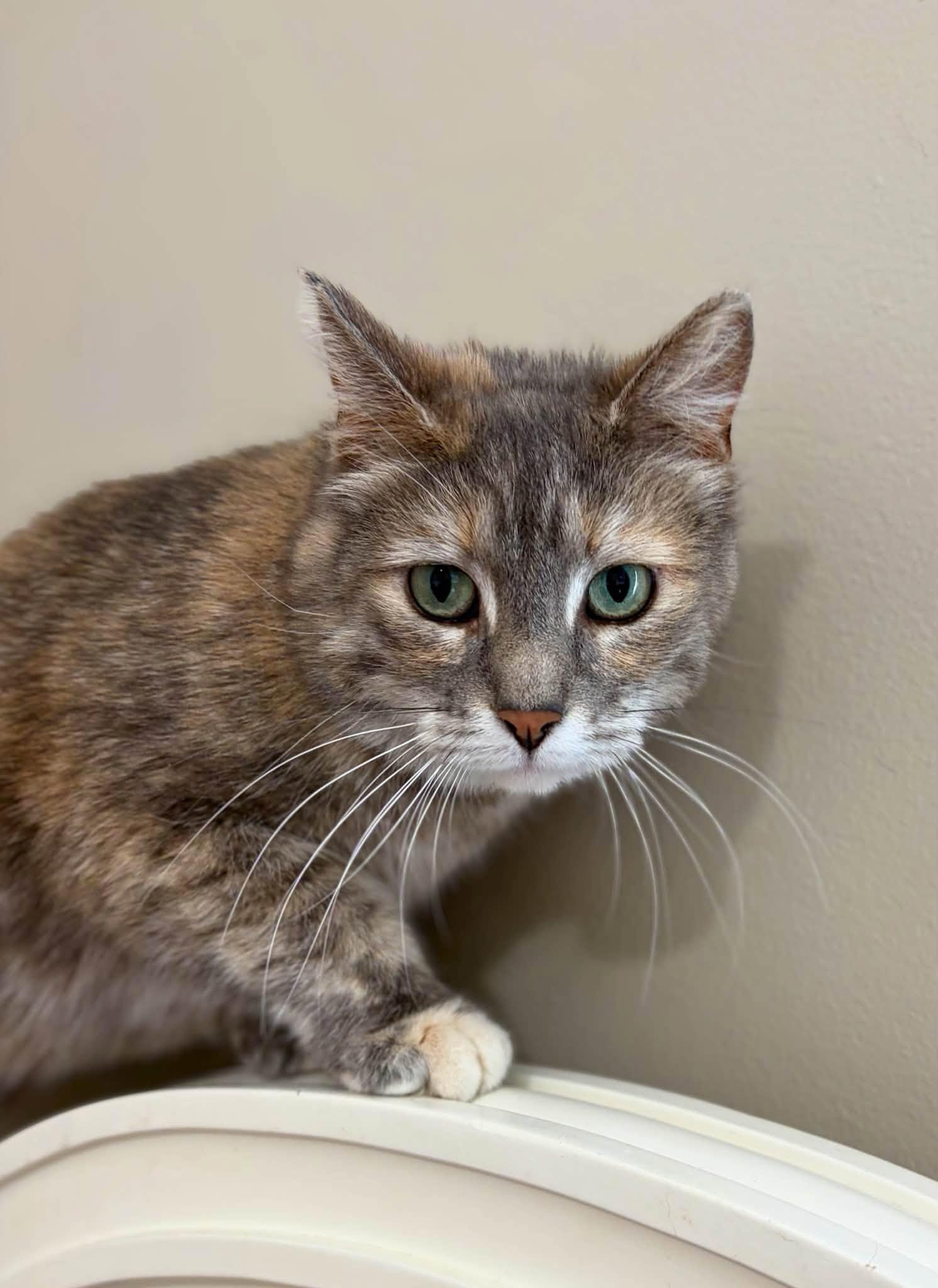 Enlarge Ruby & Len, a Adoptable Domestic Short Hair in Spencerville, ON image 3/6