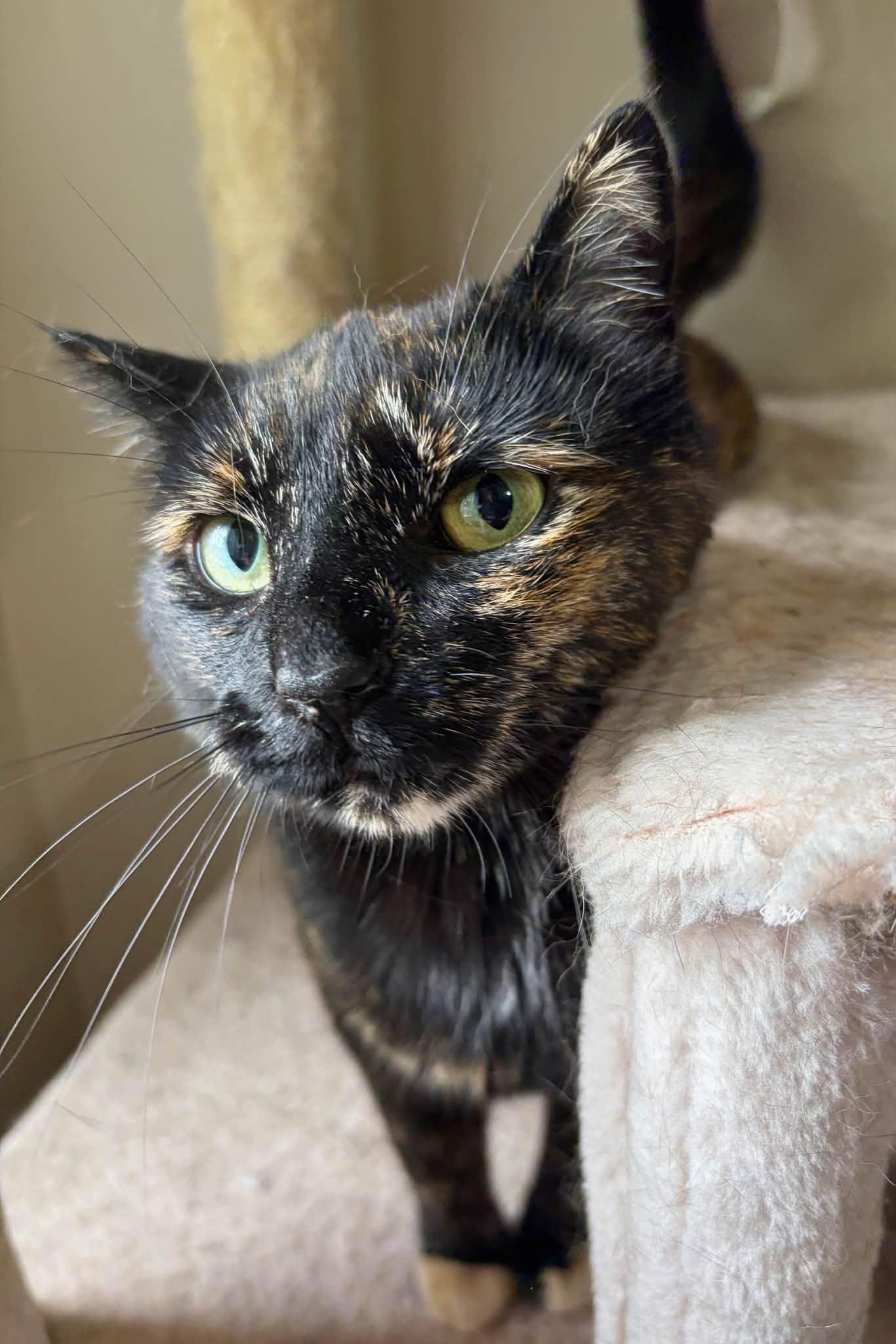 Enlarge Ruby & Len, a Adoptable Domestic Short Hair in Spencerville, ON image 6/6