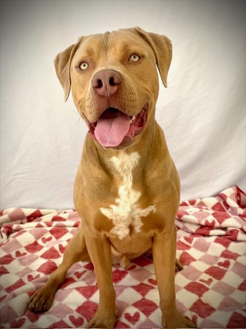 Enlarge LINCOLN, a Adoptable Pit Bull Terrier in Salinas, CA image 1/1