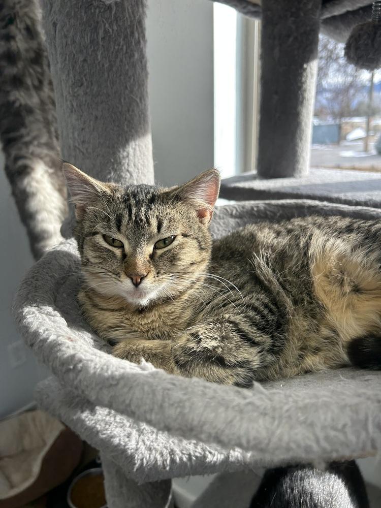 Dumbo, a Adoptable Domestic Short Hair in Salmon, ID image 1/3