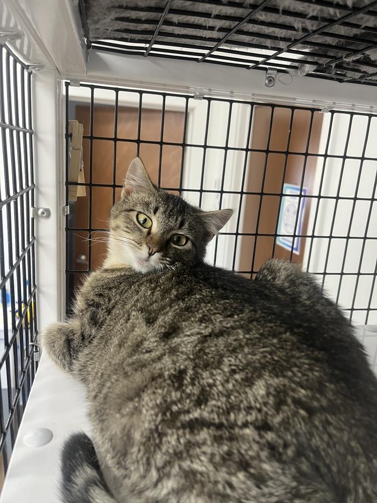 Dumbo, a Adoptable Domestic Short Hair in Salmon, ID image 2/3