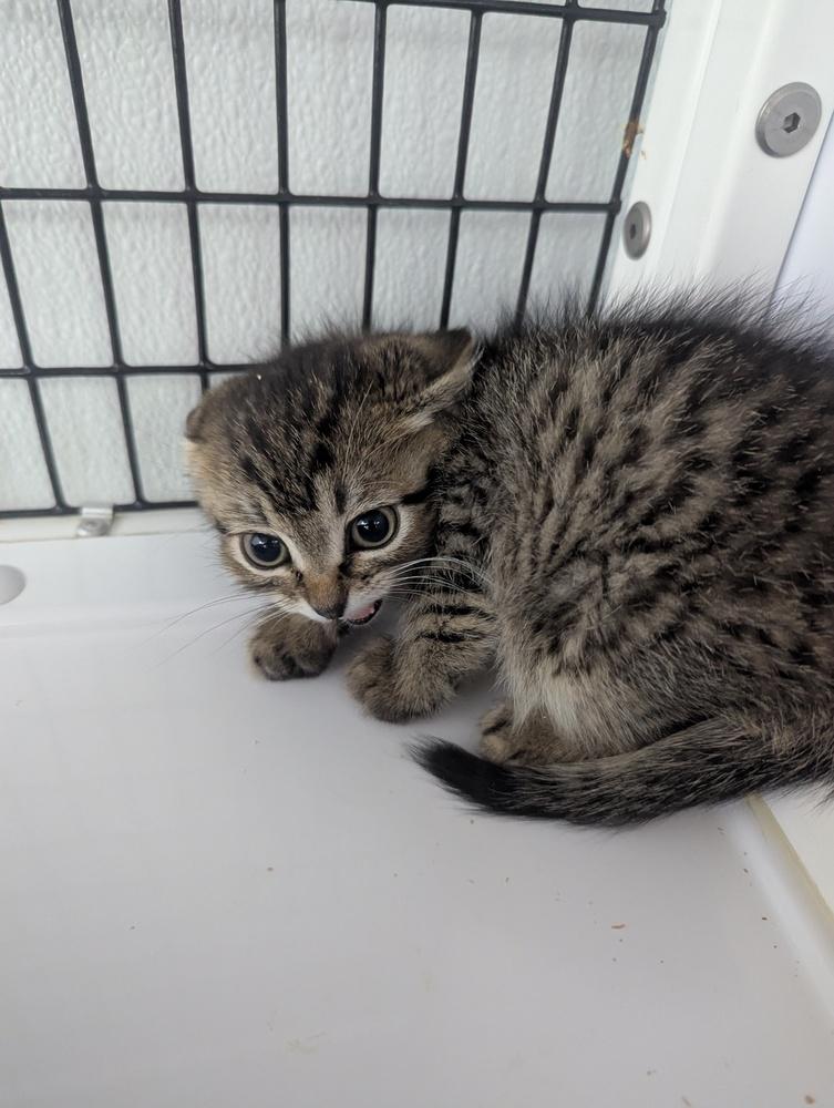 Dumbo, a Adoptable Domestic Short Hair in Salmon, ID image 3/3