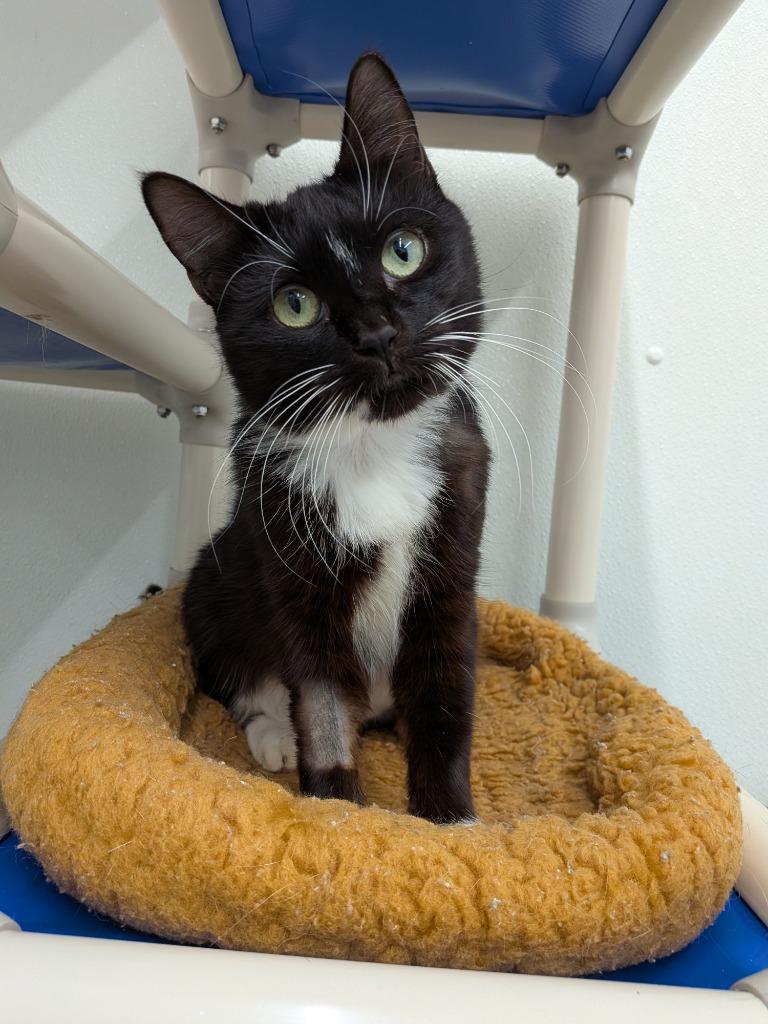 Enlarge Turducken, a Adoptable mixed breed in Cumberland, ME image 1/3