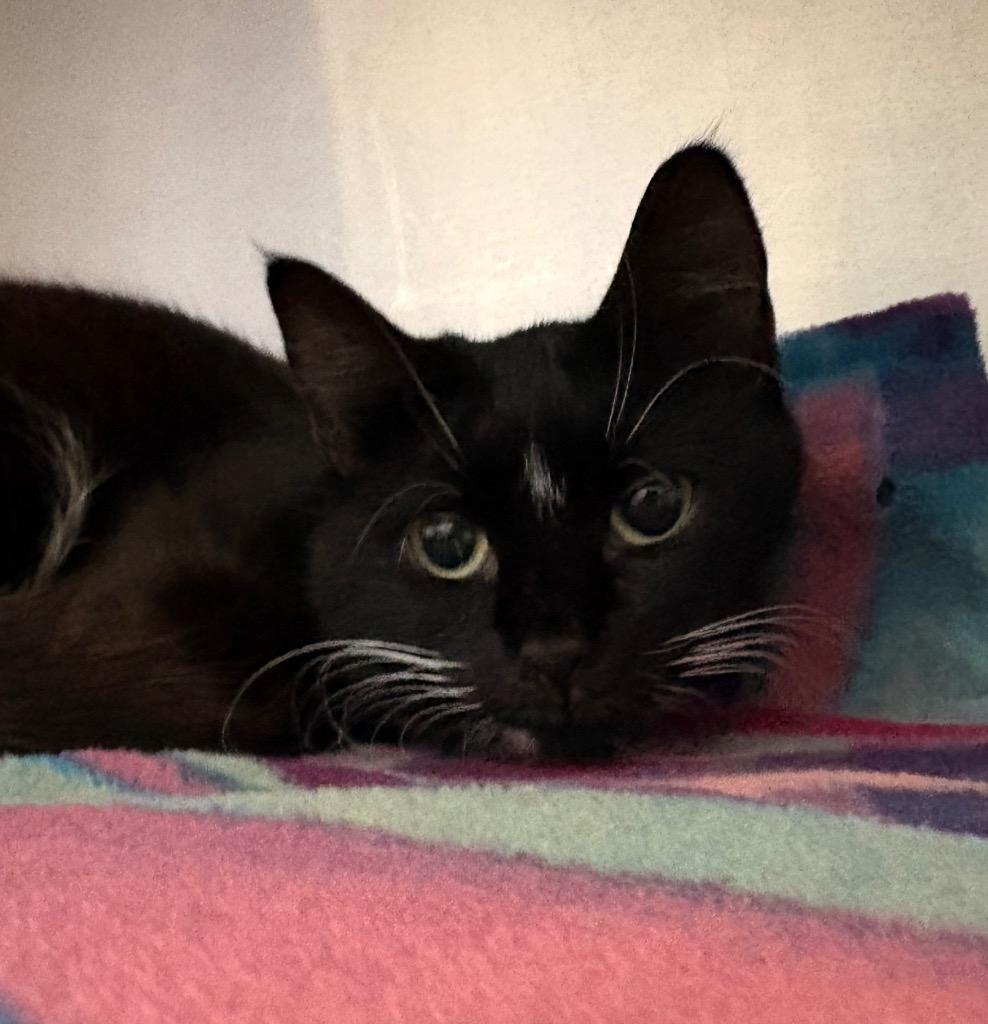 Enlarge Turducken, a Adoptable mixed breed in Cumberland, ME image 2/3