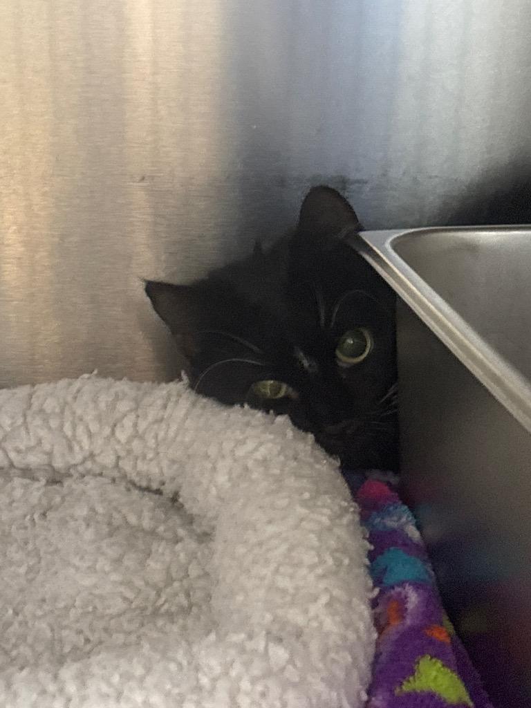 Enlarge Turducken, a Adoptable mixed breed in Cumberland, ME image 3/3