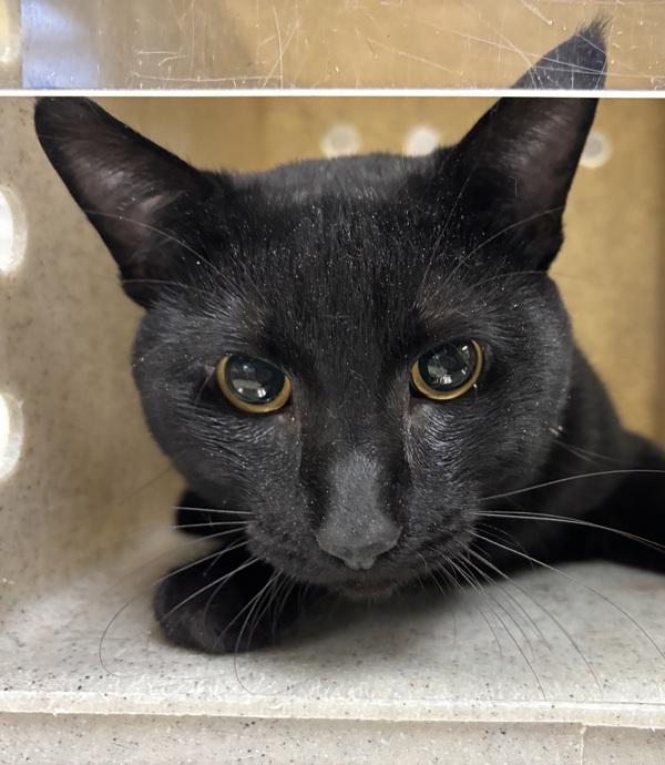 Howl - Bonded W/ Calcifer, a Adoptable mixed breed in Silverdale, WA image 2/2