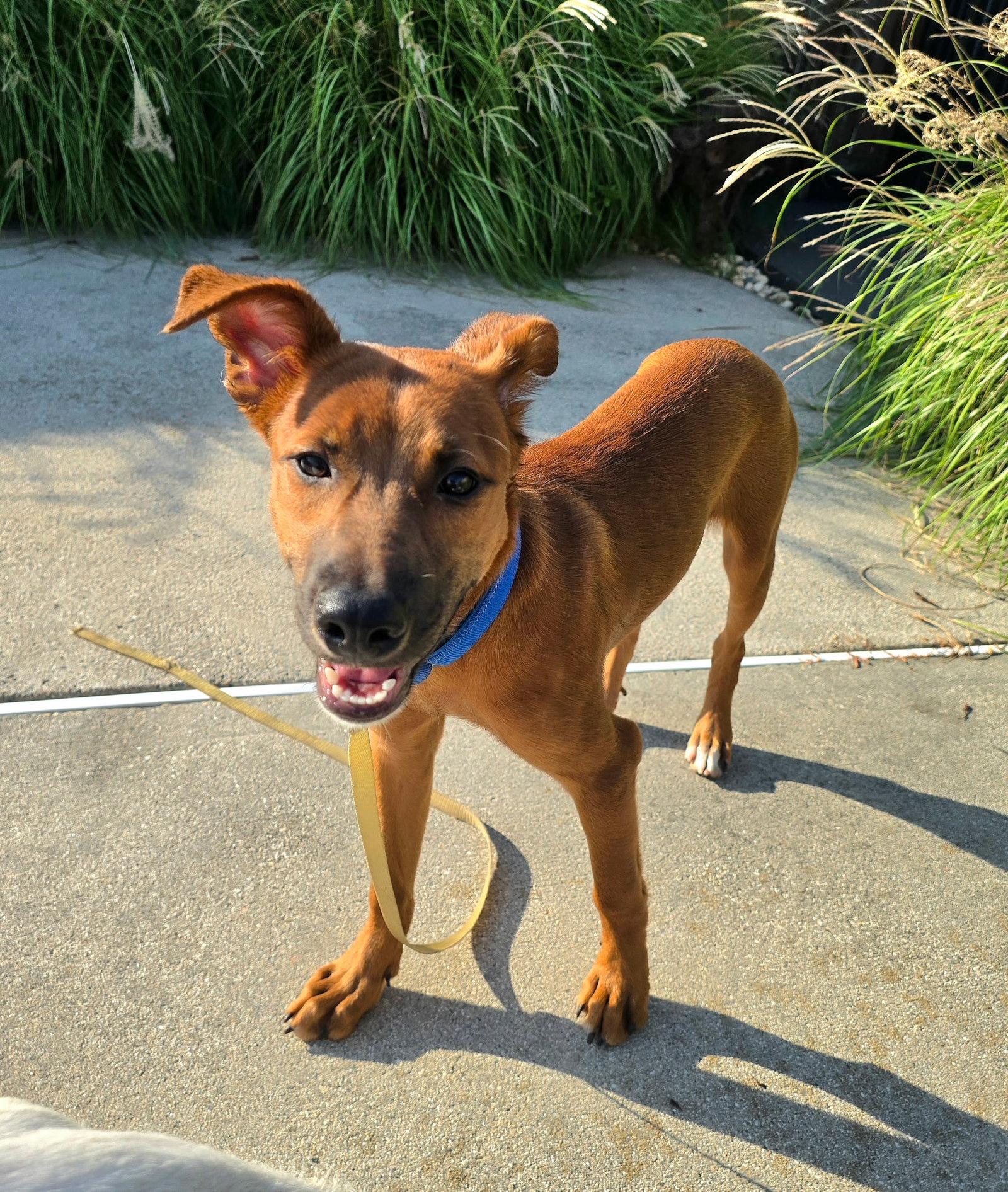 Enlarge Ares, a Adoptable mixed breed in Virginia Beach, VA image 2/3