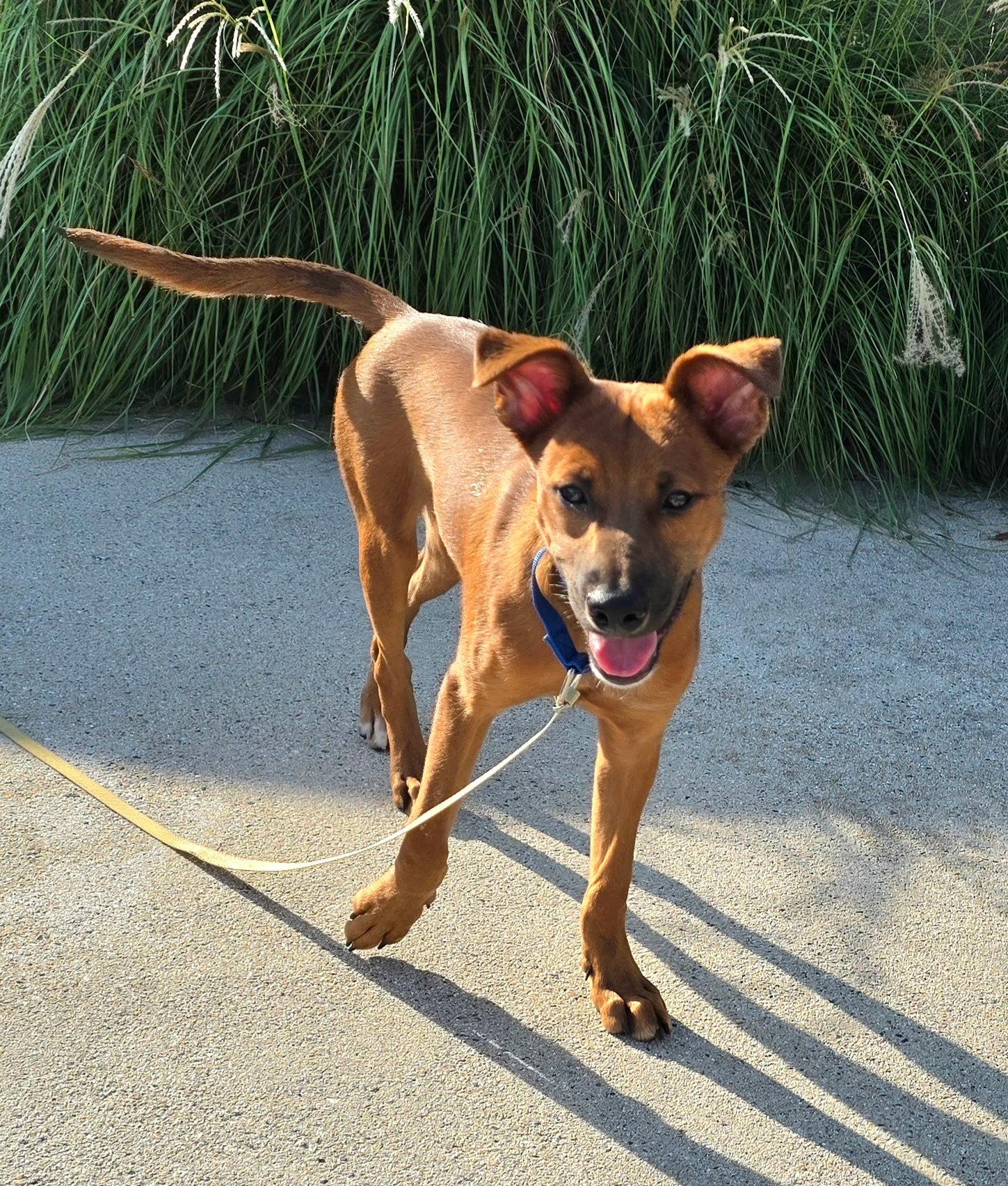 Enlarge Ares, a Adoptable mixed breed in Virginia Beach, VA image 3/3
