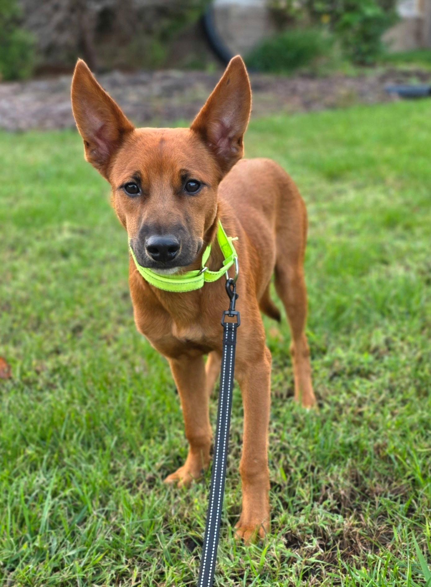 Ares, Adoptable, Young Male Labrador Retriever & Shepherd.