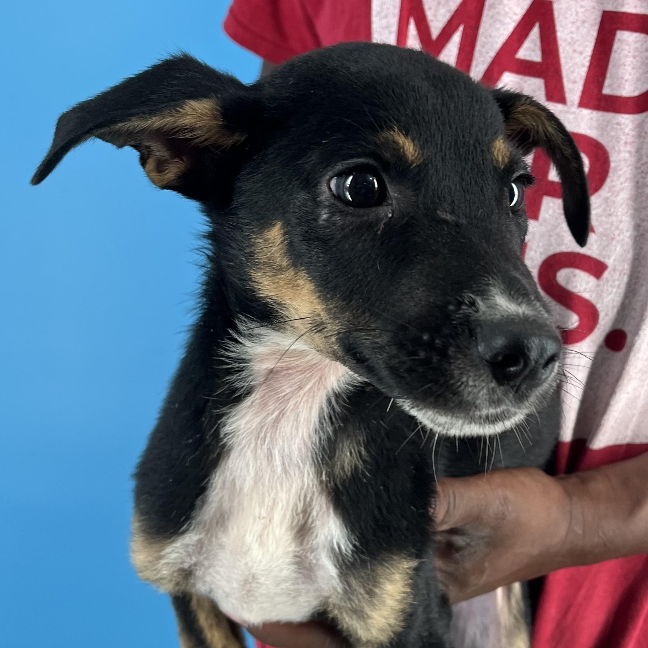 Yogi - Local Dec 19-21, an adoptable mixed breed in Happy Valley , OR image 1/6