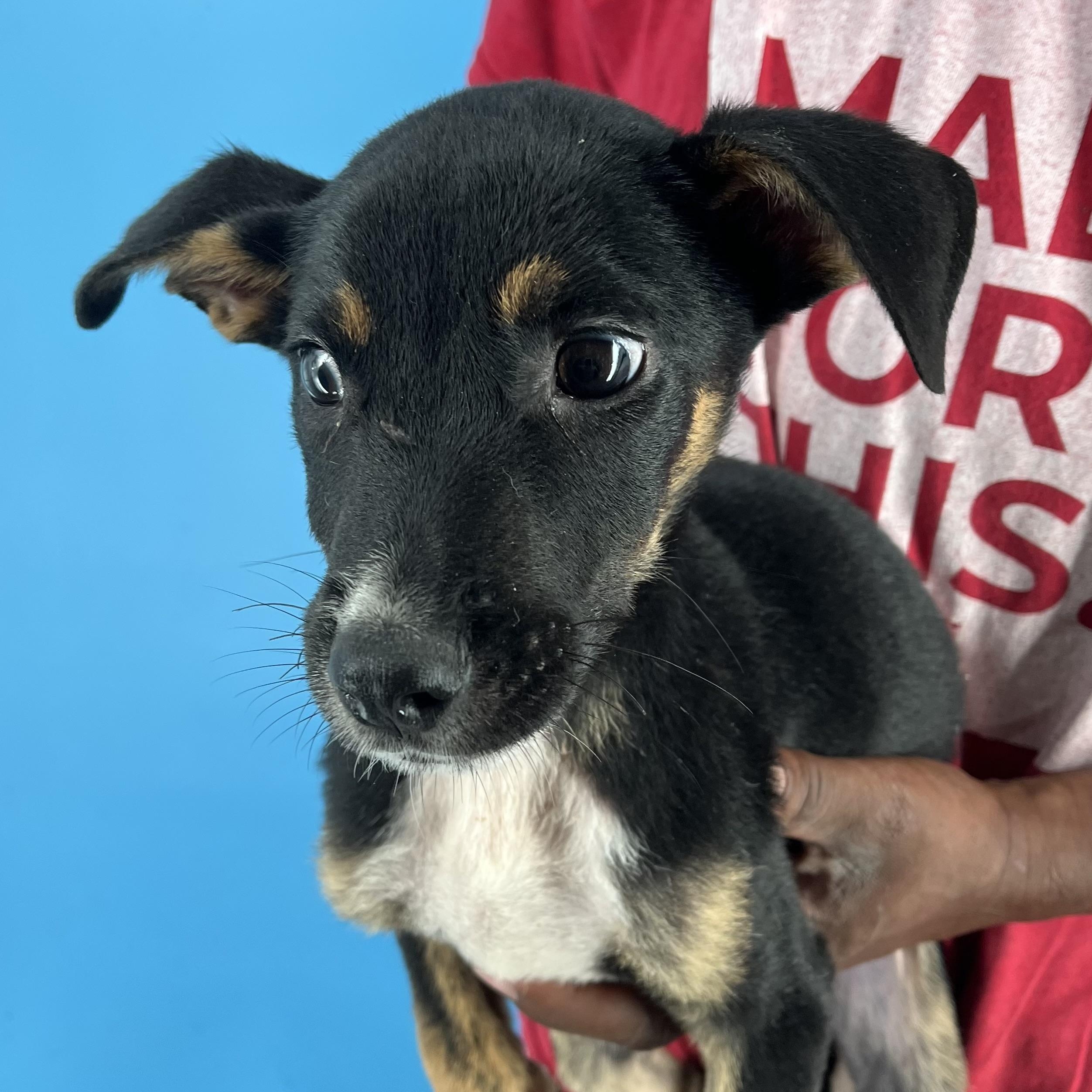 Yogi - Local Dec 19-21, an adoptable mixed breed in Happy Valley , OR image 2/6