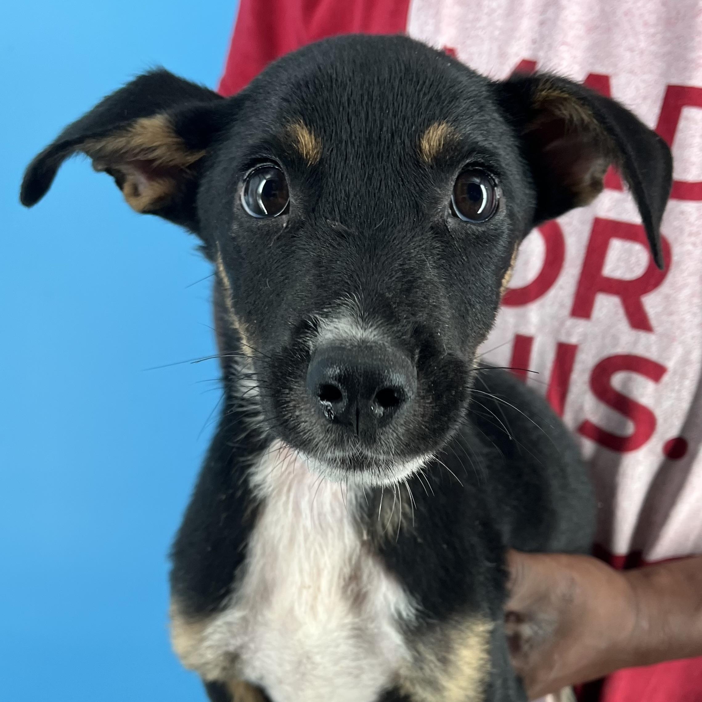 Yogi - Local Dec 19-21, an adoptable mixed breed in Happy Valley , OR image 3/6