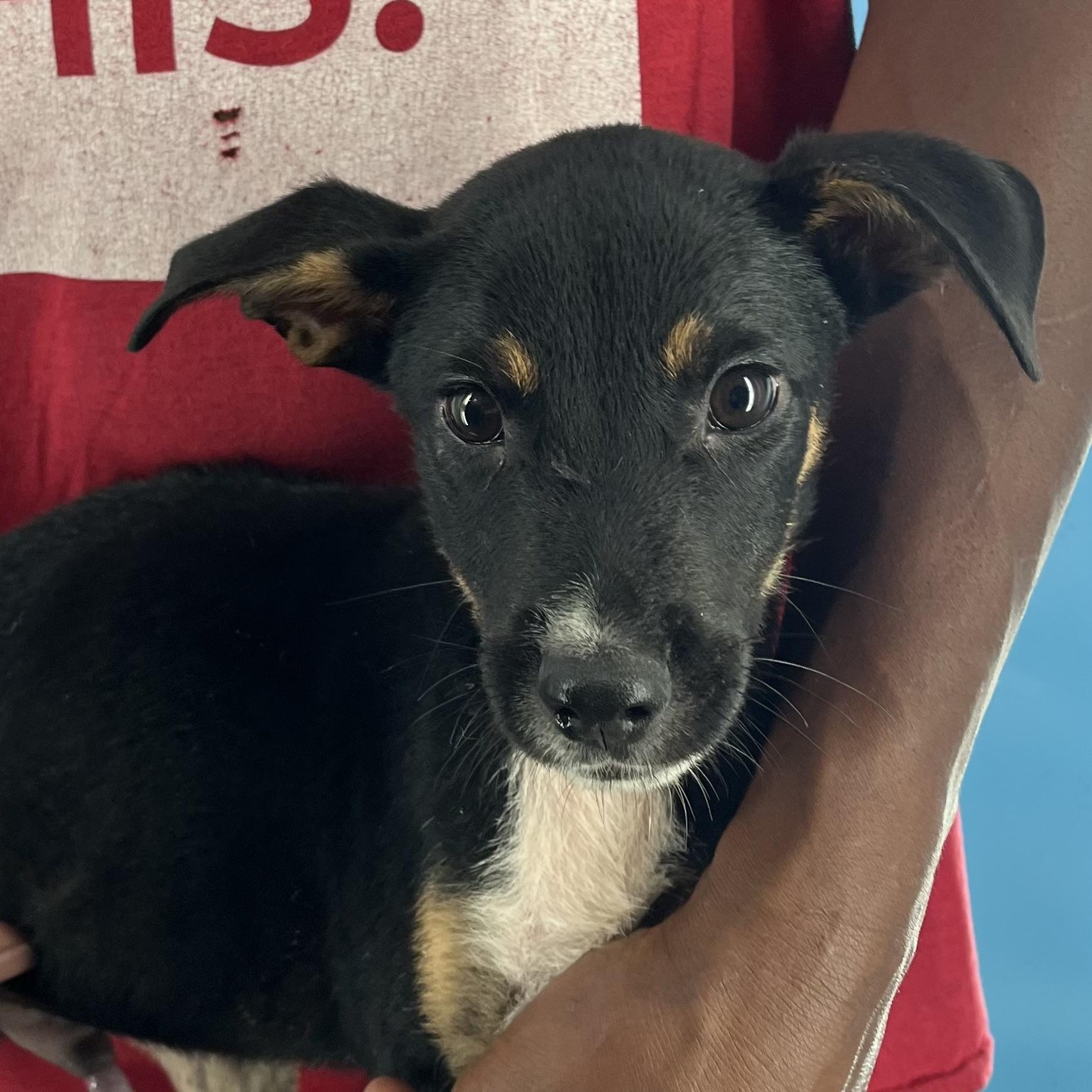 Yogi - Local Dec 19-21, an adoptable mixed breed in Happy Valley , OR image 4/6