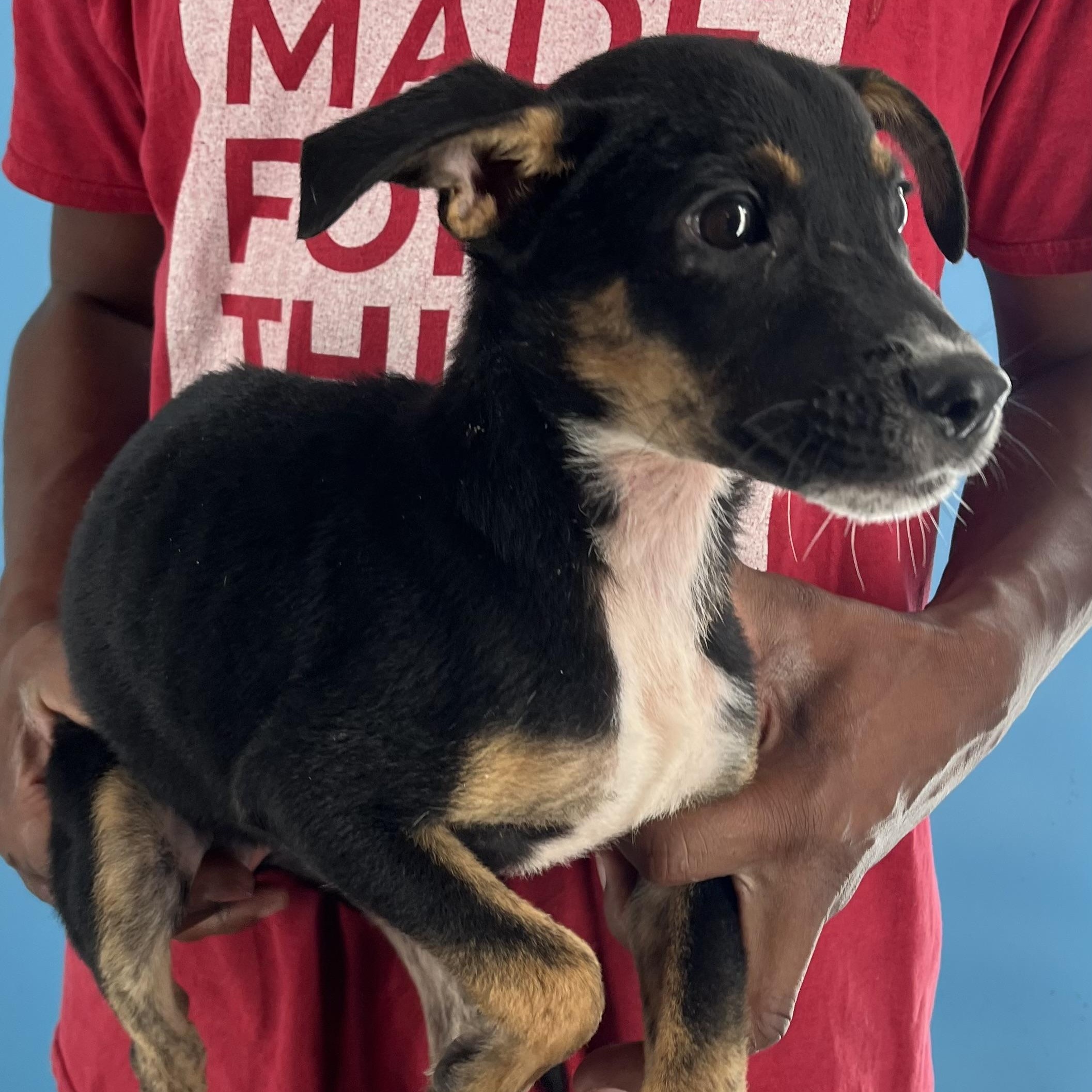 Yogi - Local Dec 19-21, an adoptable mixed breed in Happy Valley , OR image 5/6