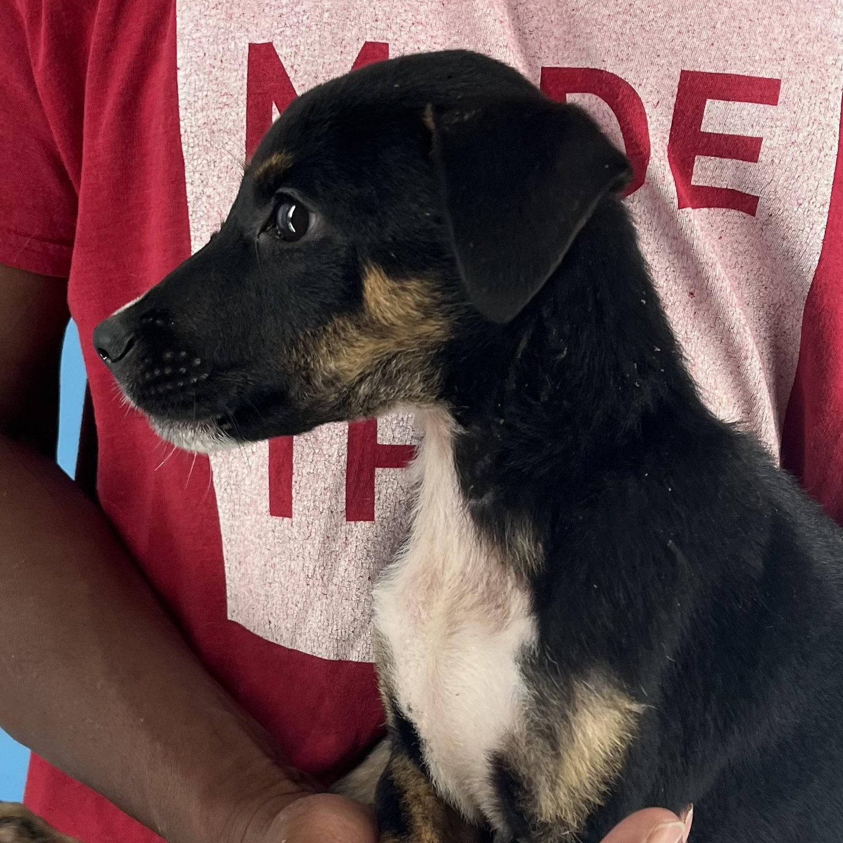 Yogi - Local Dec 19-21, an adoptable mixed breed in Happy Valley , OR image 6/6