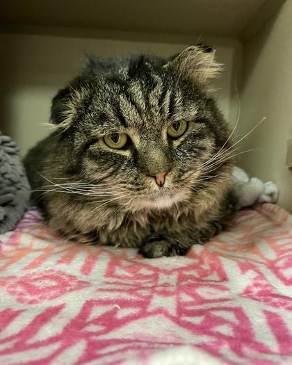 Enlarge Lazlow, a Adoptable mixed breed in Quakertown, PA image 1/3