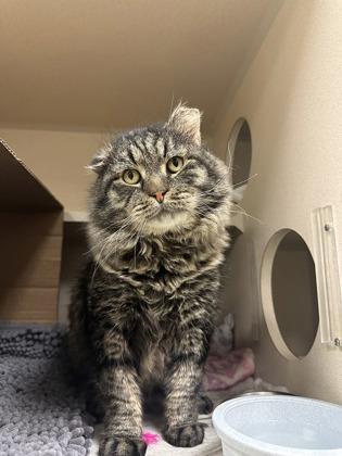 Enlarge Lazlow, a Adoptable mixed breed in Quakertown, PA image 2/3