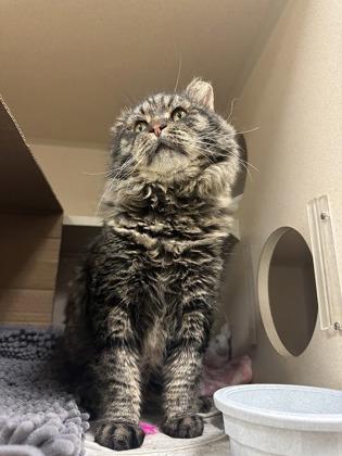 Enlarge Lazlow, a Adoptable mixed breed in Quakertown, PA image 3/3