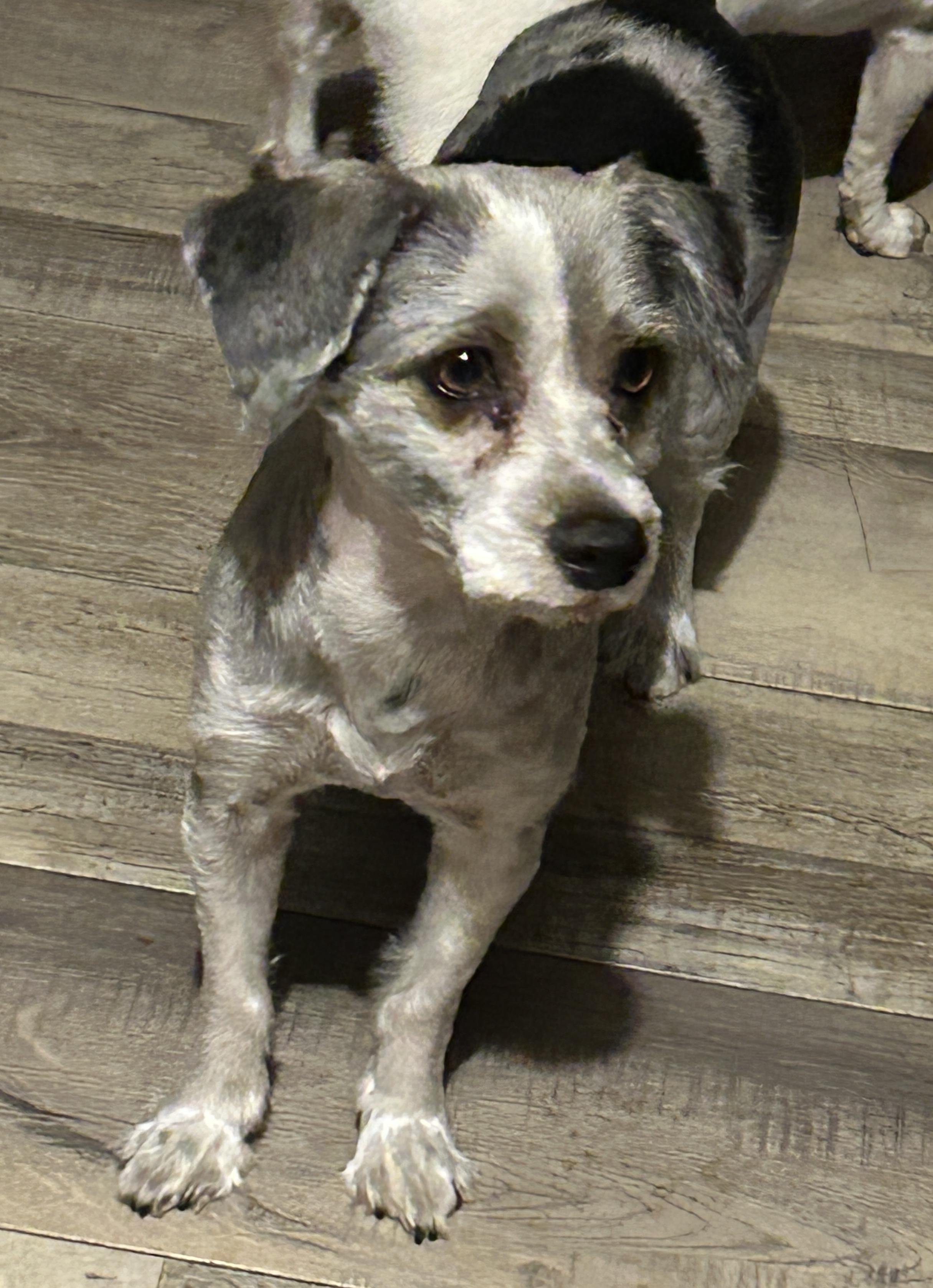 Enlarge Sophie and Princess Schnauzers, an adoption pending Miniature Schnauzer in Sarasota, FL image 4/4