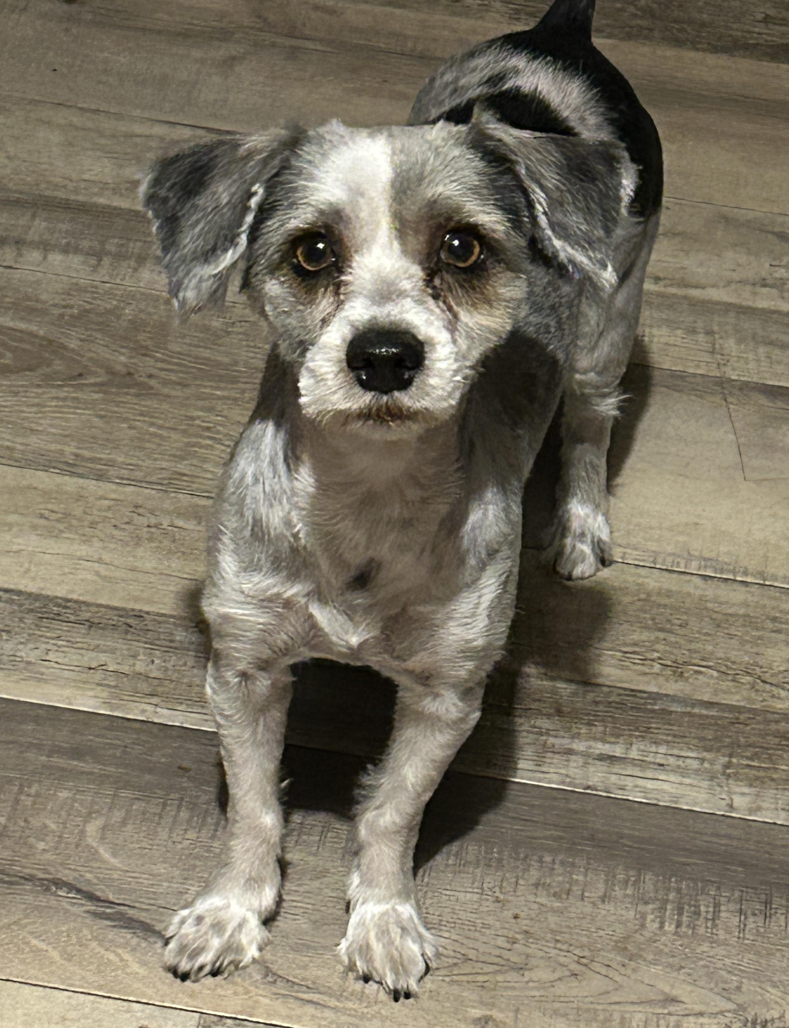 Enlarge Sophie and Princess Schnauzers, an adoption pending Miniature Schnauzer in Sarasota, FL image 2/4