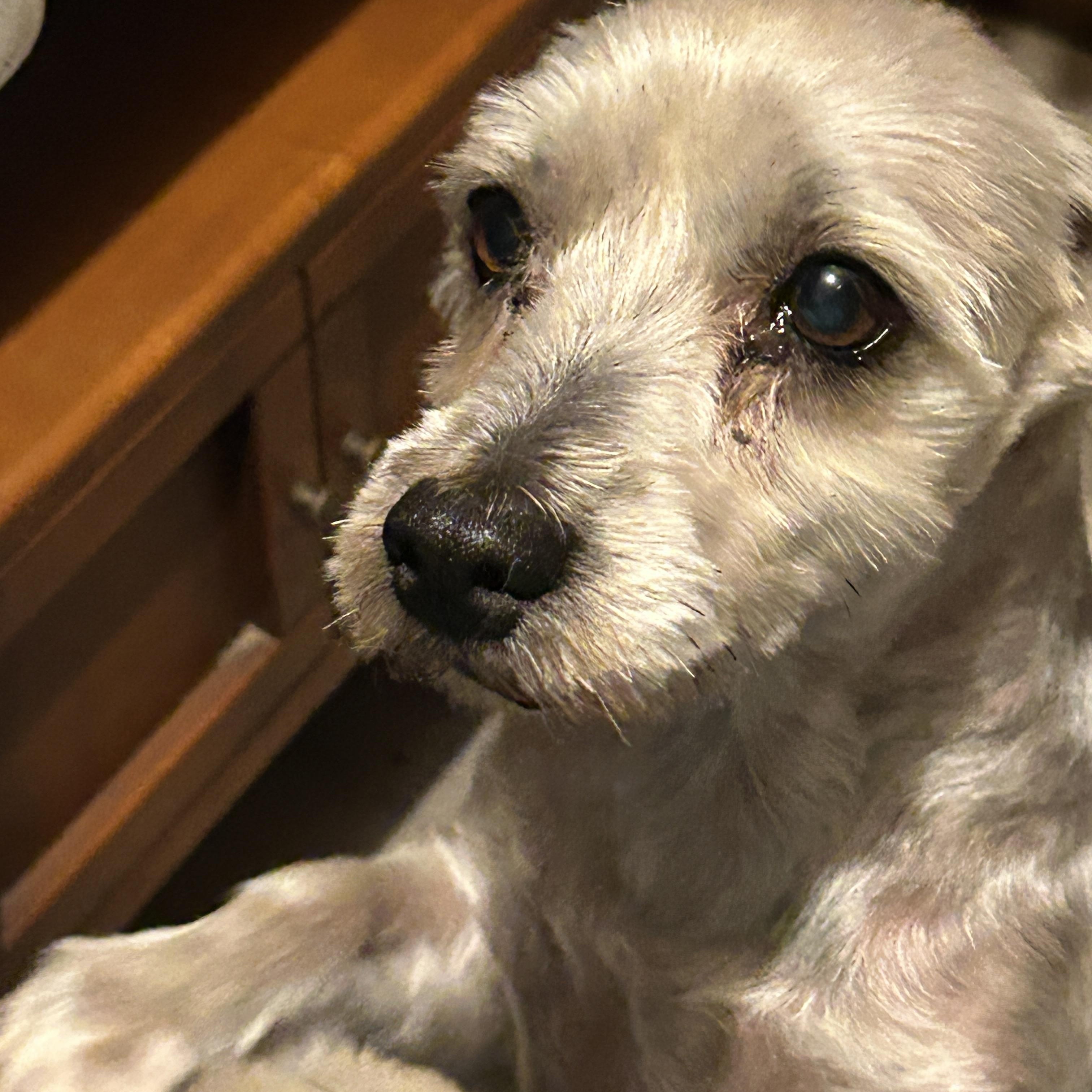 Enlarge Sophie and Princess Schnauzers, an adoption pending Miniature Schnauzer in Sarasota, FL image 3/4