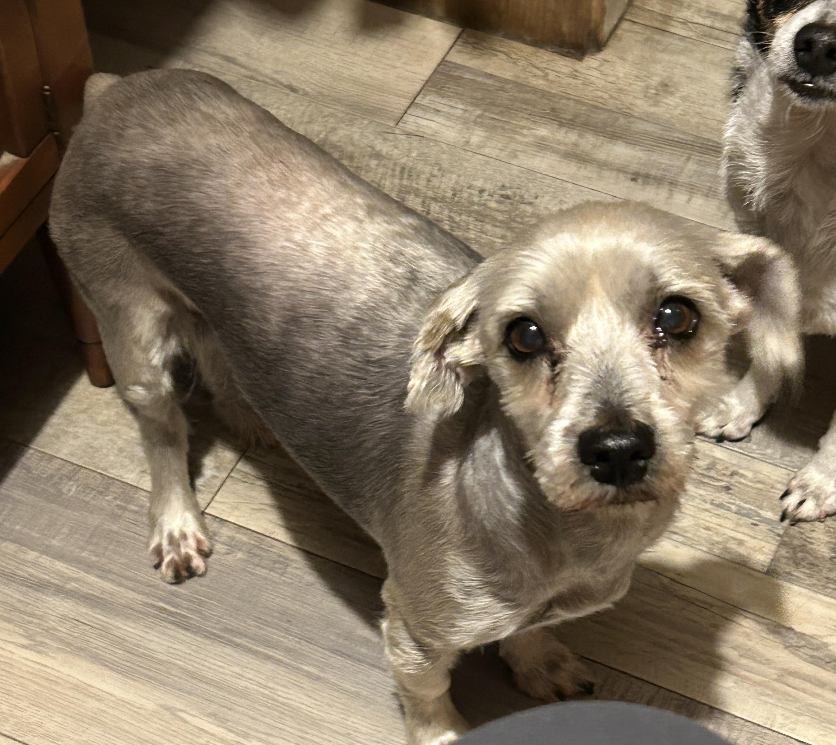 Enlarge Sophie and Princess Schnauzers, an adoption pending Miniature Schnauzer in Sarasota, FL image 1/4