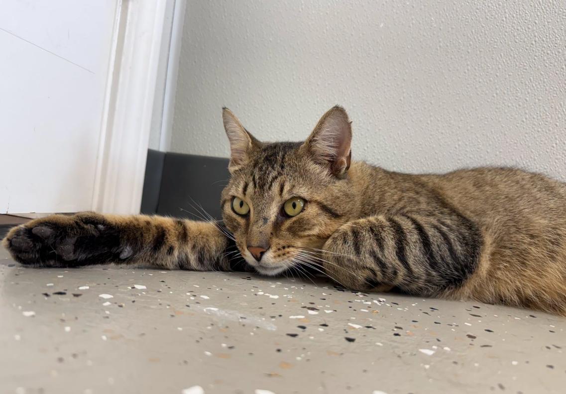 Enlarge Jag, a Adoptable Tiger in Hornell, NY image 3/3