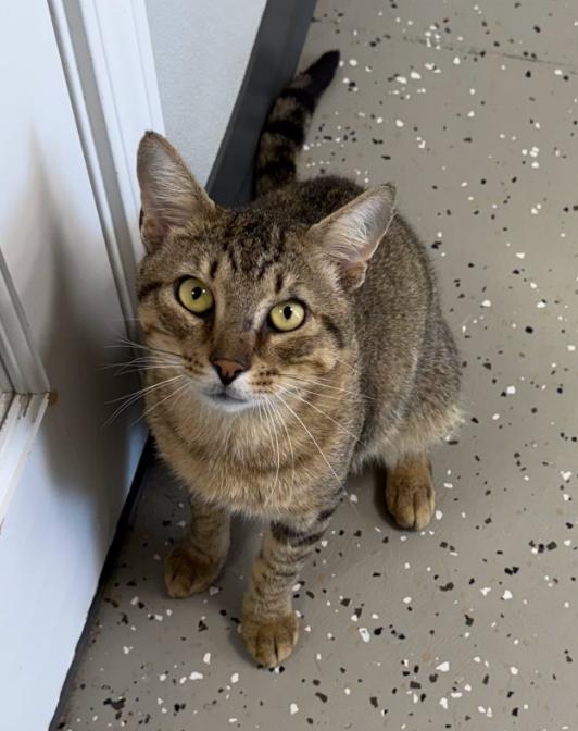 Jag, Adoptable, Young Male Tiger.