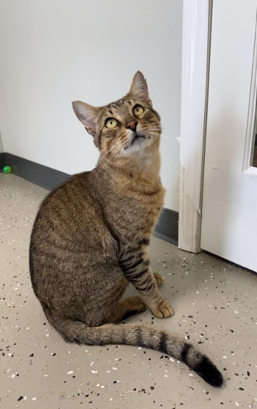 Enlarge Jag, a Adoptable Tiger in Hornell, NY image 2/3